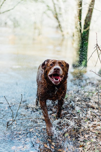 浅棕色的狗跑步的照片关注身体的水

